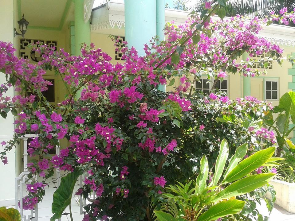 Palm Beach Hotel Grand Anse  Exterior foto