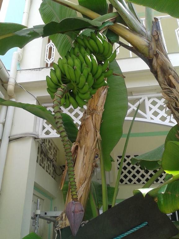 Palm Beach Hotel Grand Anse  Exterior foto